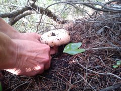 DSC00157.jpg, 110 KB